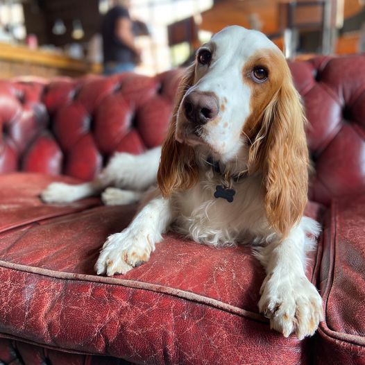 Seating-Area-Dogs-Pubs-London