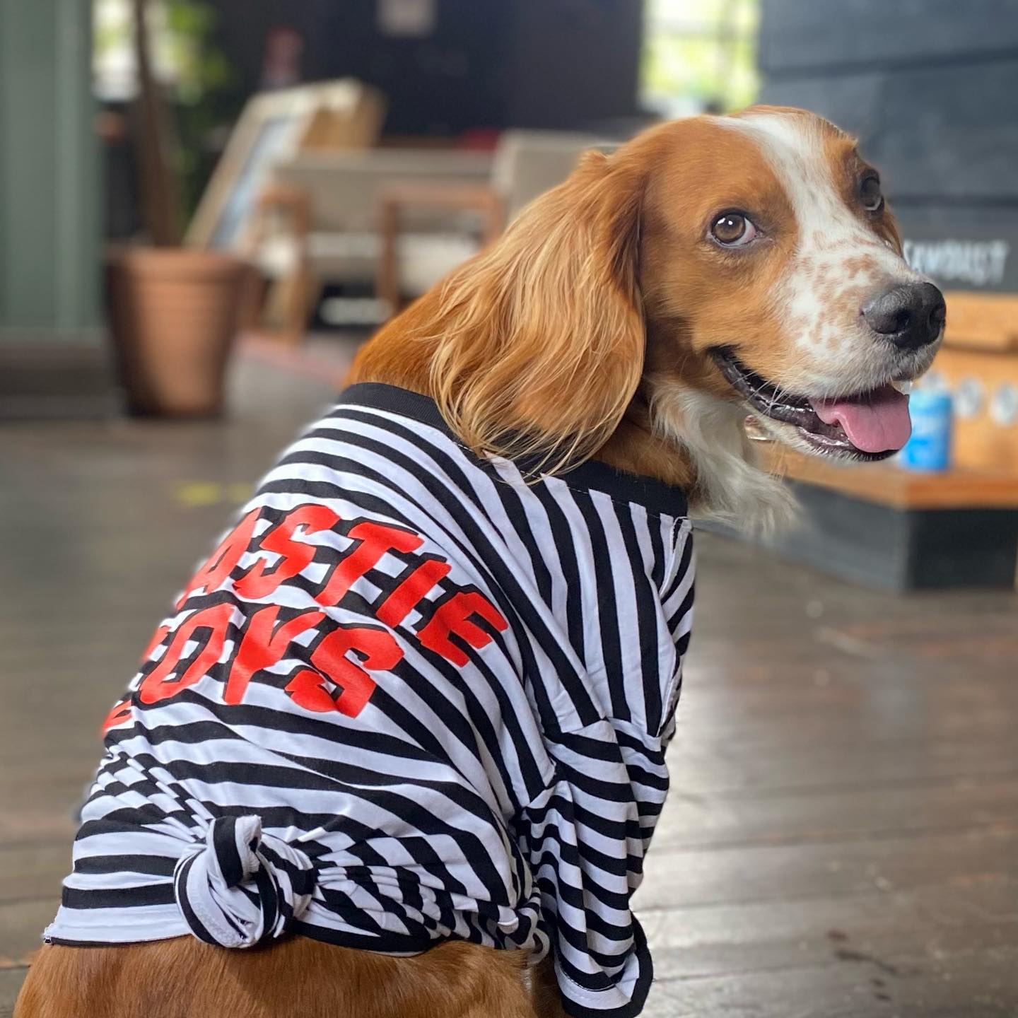 Dog-Friendly-Pub-in-Elephant+Castle